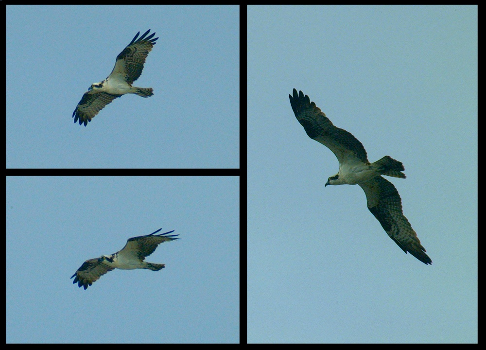 (11) osprey montage.jpg   (1000x720)   202 Kb                                    Click to display next picture
